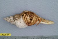 藏品(厚腕真寄居蟹)的圖片